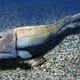Artist’s depiction of an armored jawless fish, from about 425 million years ago.